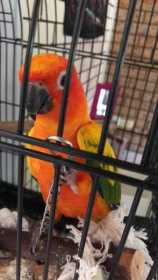Lost Conure