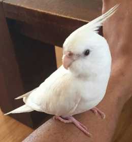 Lost Cockatiel