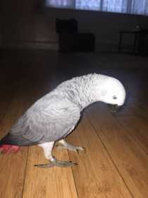 Lost African Grey