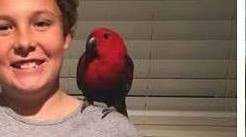 Lost Eclectus