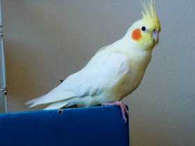 Lost Cockatiel