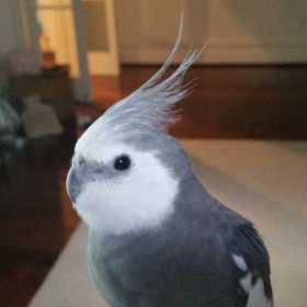 Lost Cockatiel