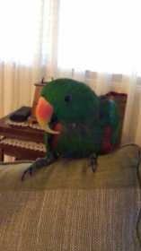 Lost Eclectus