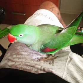 Lost Alexandrine