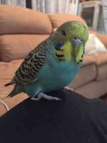 Lost Budgerigar