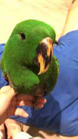 Lost Eclectus