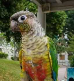 Lost Conure