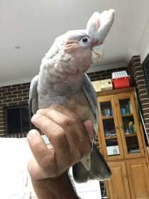 Lost Galah Cockatoo