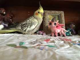 Lost Cockatiel