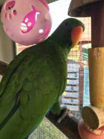 Lost Eclectus