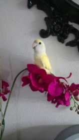 Lost Lovebird