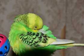 Lost Budgerigar