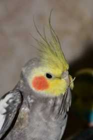 Lost Cockatiel