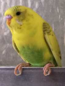 Lost Budgerigar