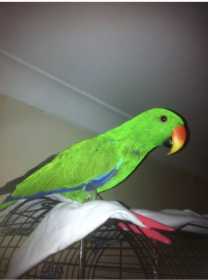 Lost Eclectus