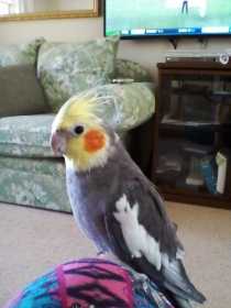 Lost Cockatiel