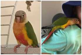 Lost Conure