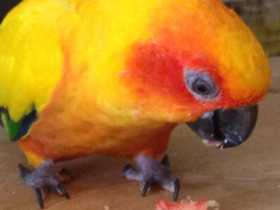 Lost Conure