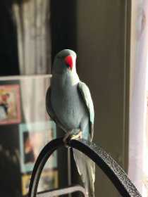 Lost Indian Ringneck Parakeet