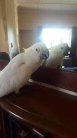 Lost Cockatoo