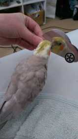 Lost Cockatiel