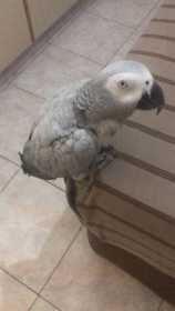 Lost African Grey