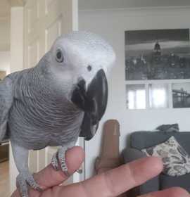 Lost African Grey