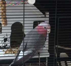 Lost Galah Cockatoo