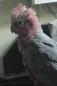 Lost Galah Cockatoo