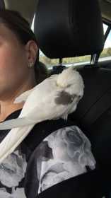 Lost Cockatiel