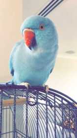 Lost Indian Ringneck Parakeet