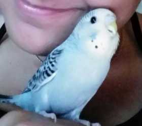 Lost Budgerigar