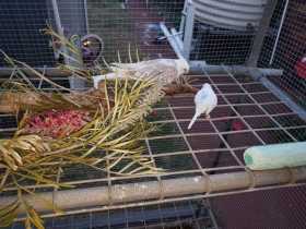 Lost Cockatiel