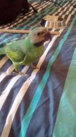 Lost Mustached / Moustached Parakeet