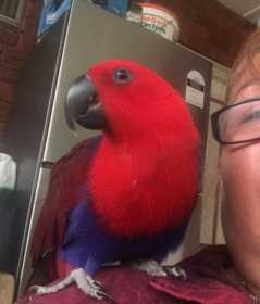 Lost Eclectus