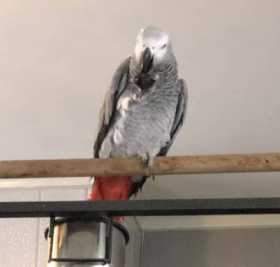 Lost African Grey