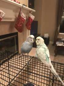 Lost Budgerigar