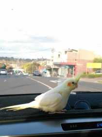 Lost Cockatiel