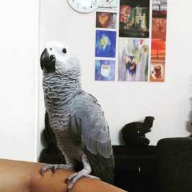 Lost African Grey
