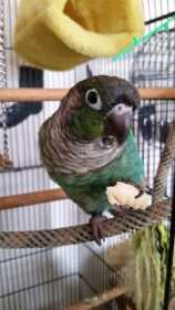 Lost Conure