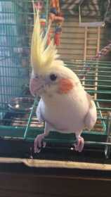 Lost Cockatiel