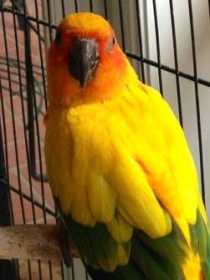 Lost Conure