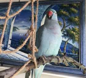 Lost Indian Ringneck Parakeet