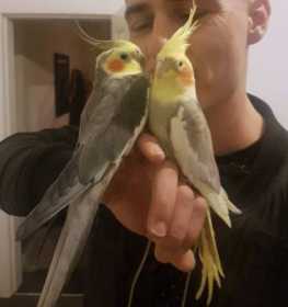 Lost Cockatiel