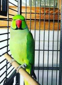 Lost Indian Ringneck Parakeet