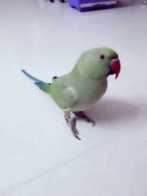 Lost Parrotlet