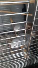 Lost African Grey