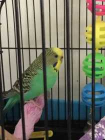 Lost Budgerigar