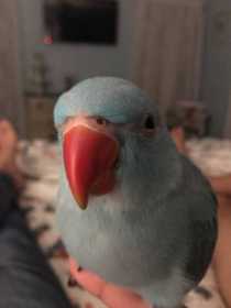 Lost Indian Ringneck Parakeet
