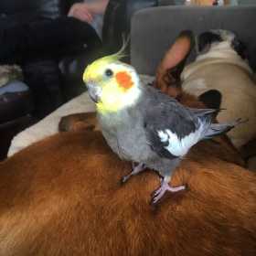 Lost Cockatiel